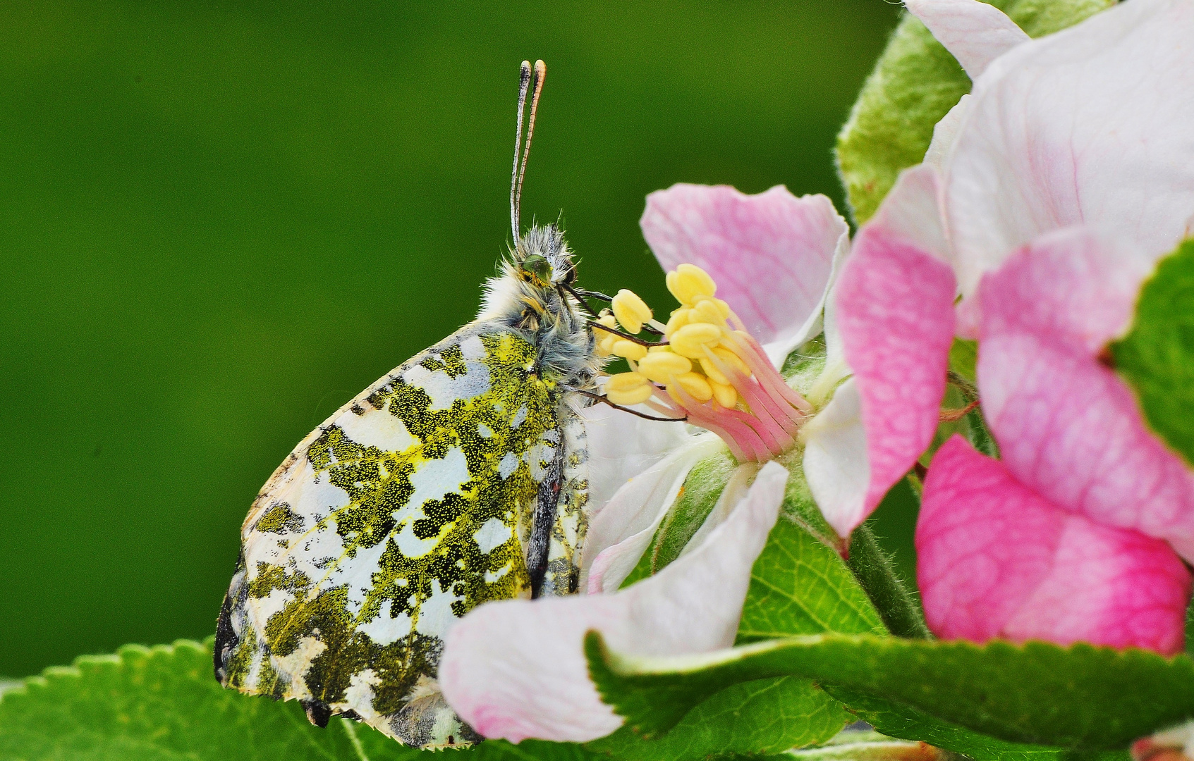 Apfelblüten .....