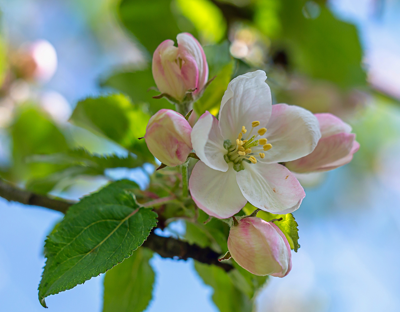 Apfelblüten