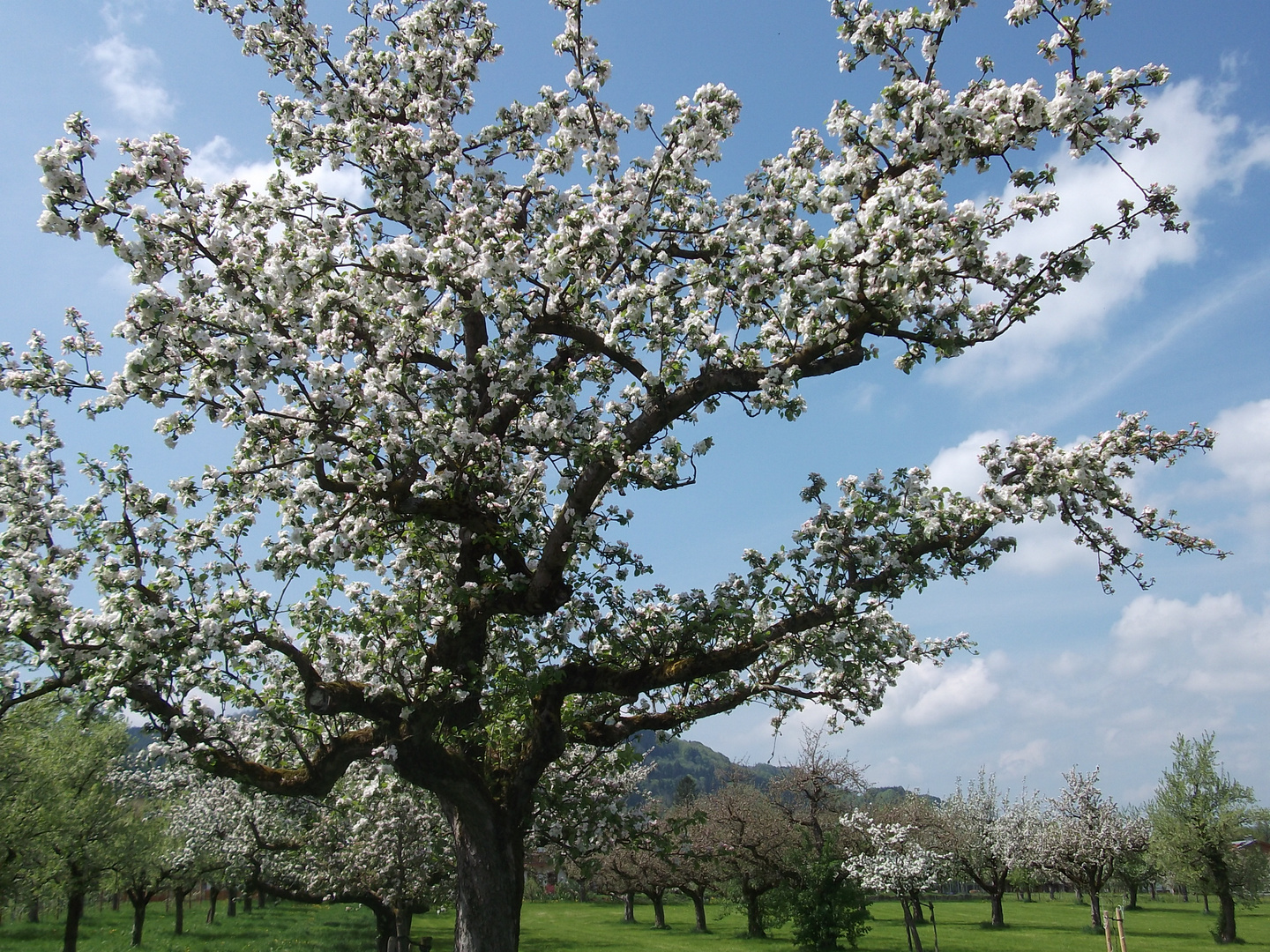 Apfelblüten