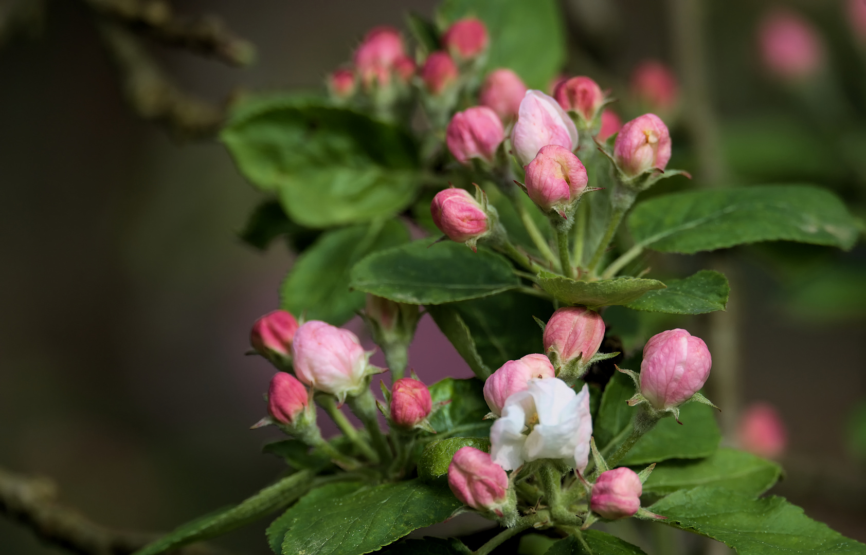 Apfelblüten