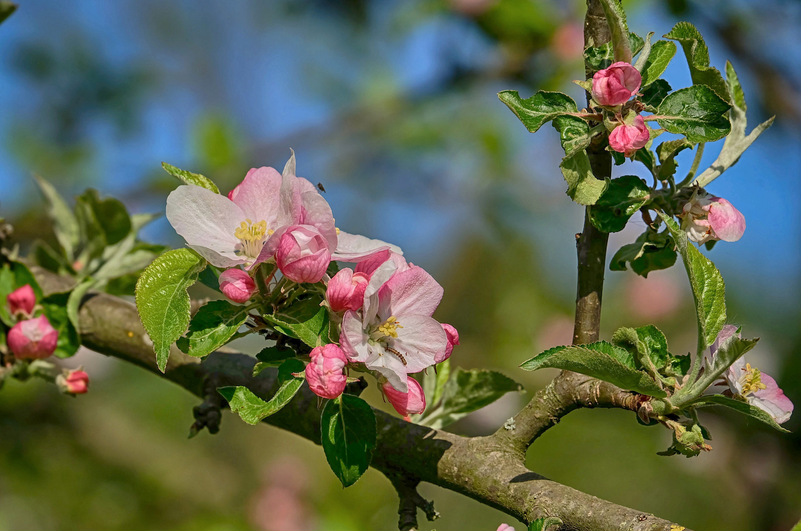 Apfelblüten Foto & Bild | pflanzen, pilze & flechten, bäume, projekte ...