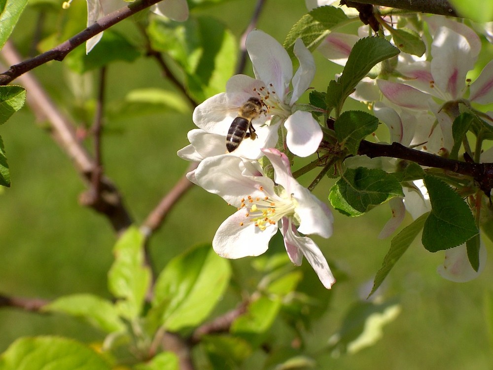 Apfelblüten