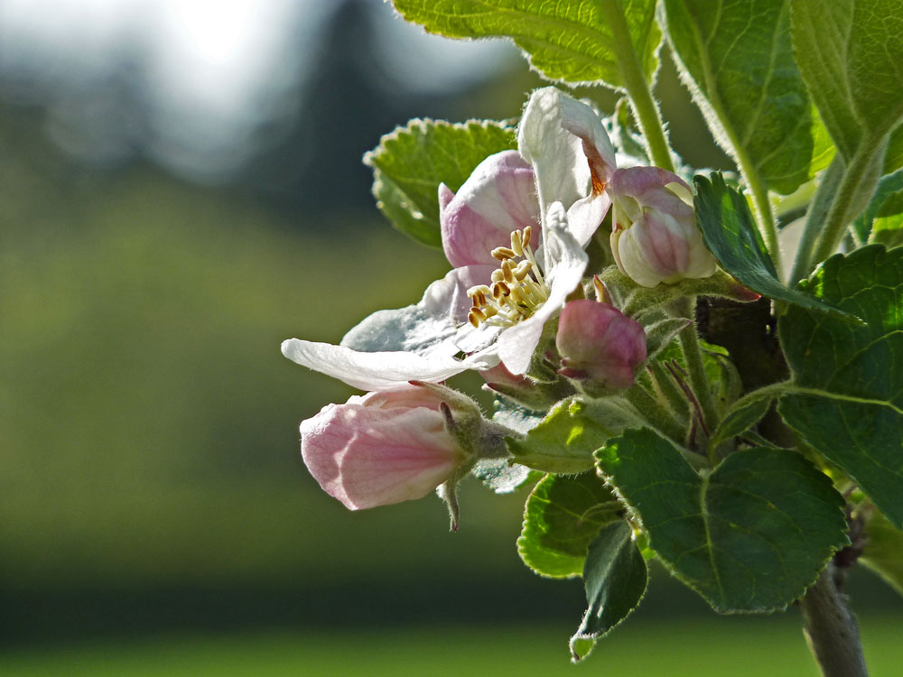 Apfelblüten