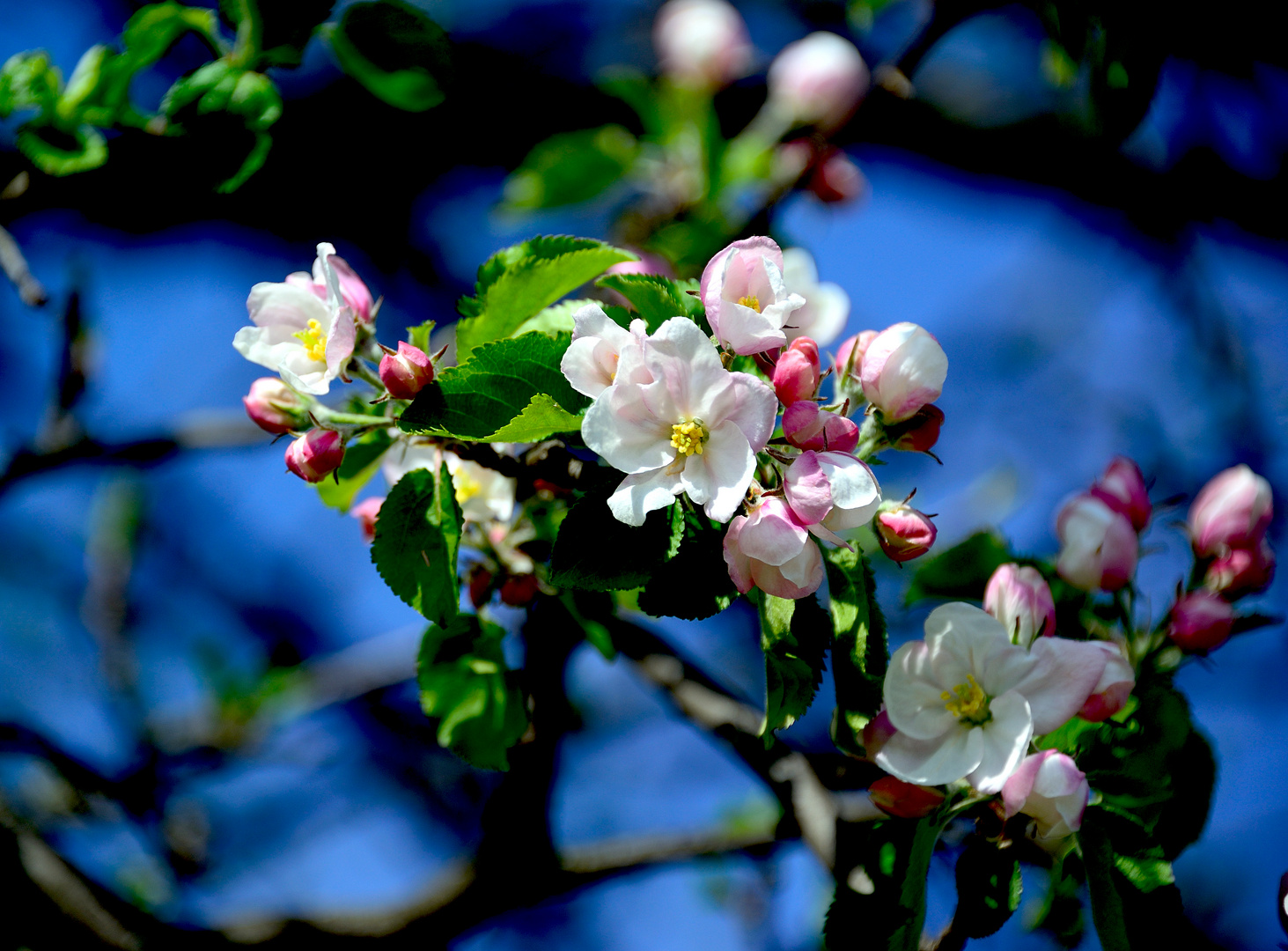 Apfelblüten