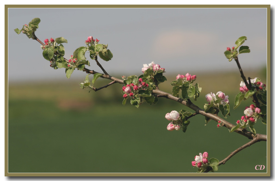 Apfelblüten