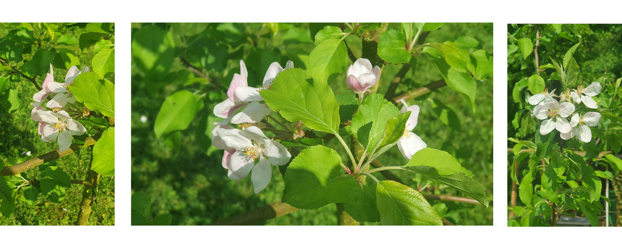 Apfelblüten**