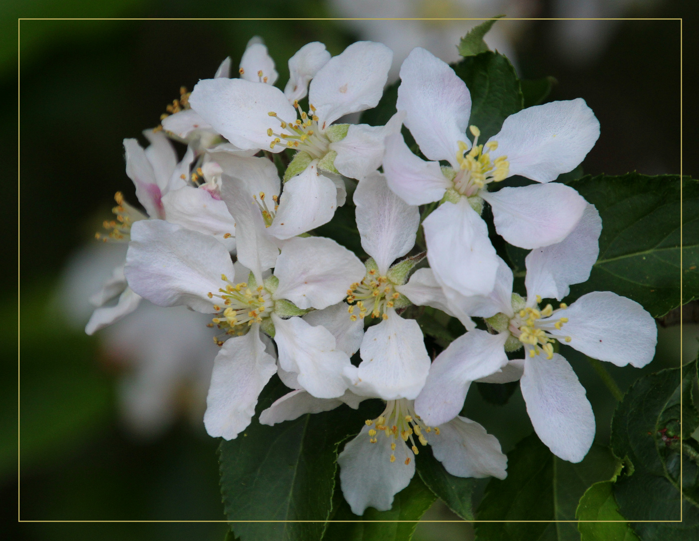 ~    Apfelblüten    ~