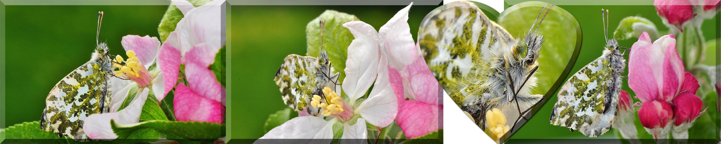 ***Apfelblüten ***