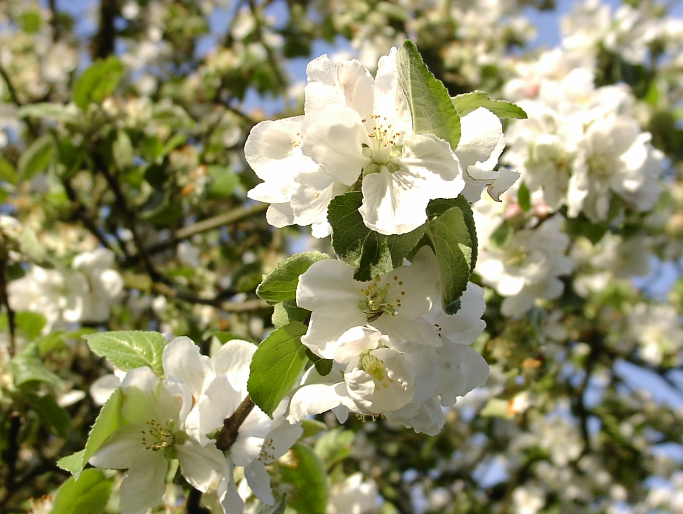 Apfelblüten