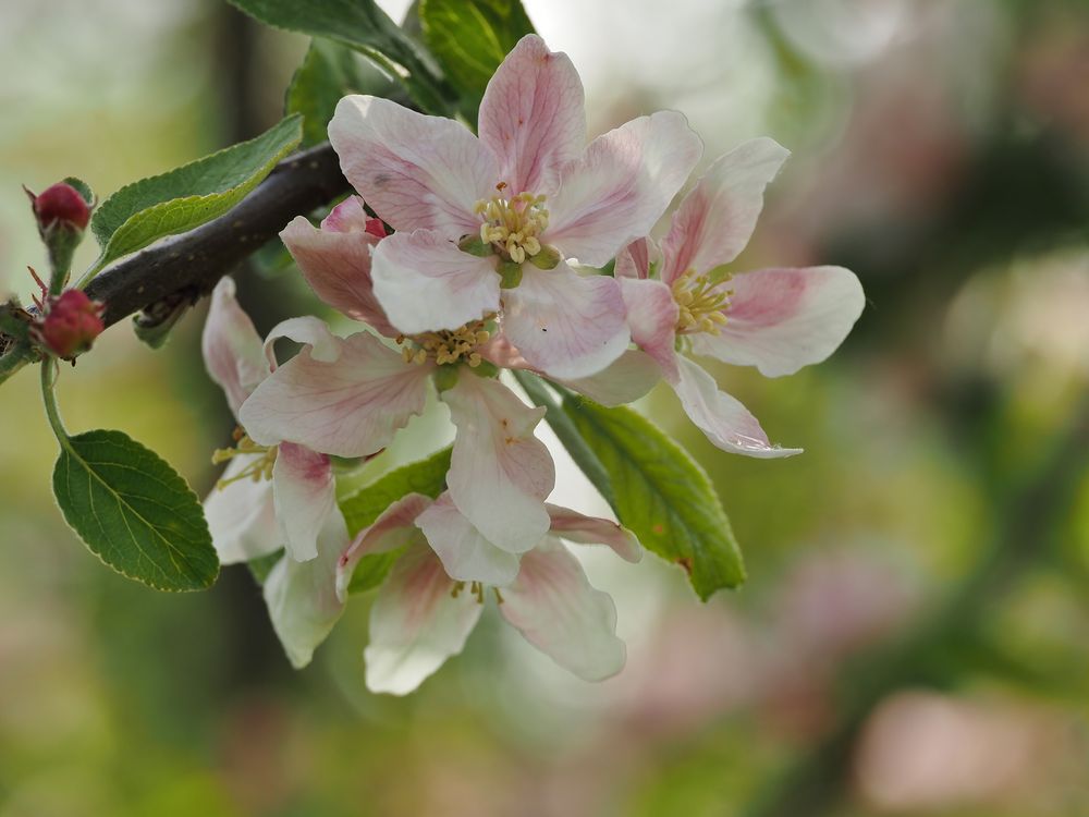 Apfel.Blüten.