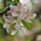 Apfel.Blüten.