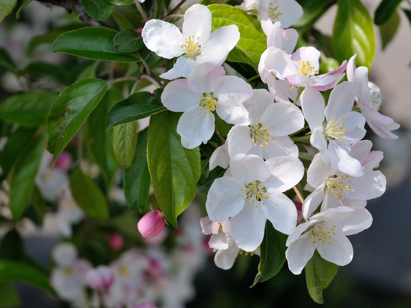 Apfelblüten ...