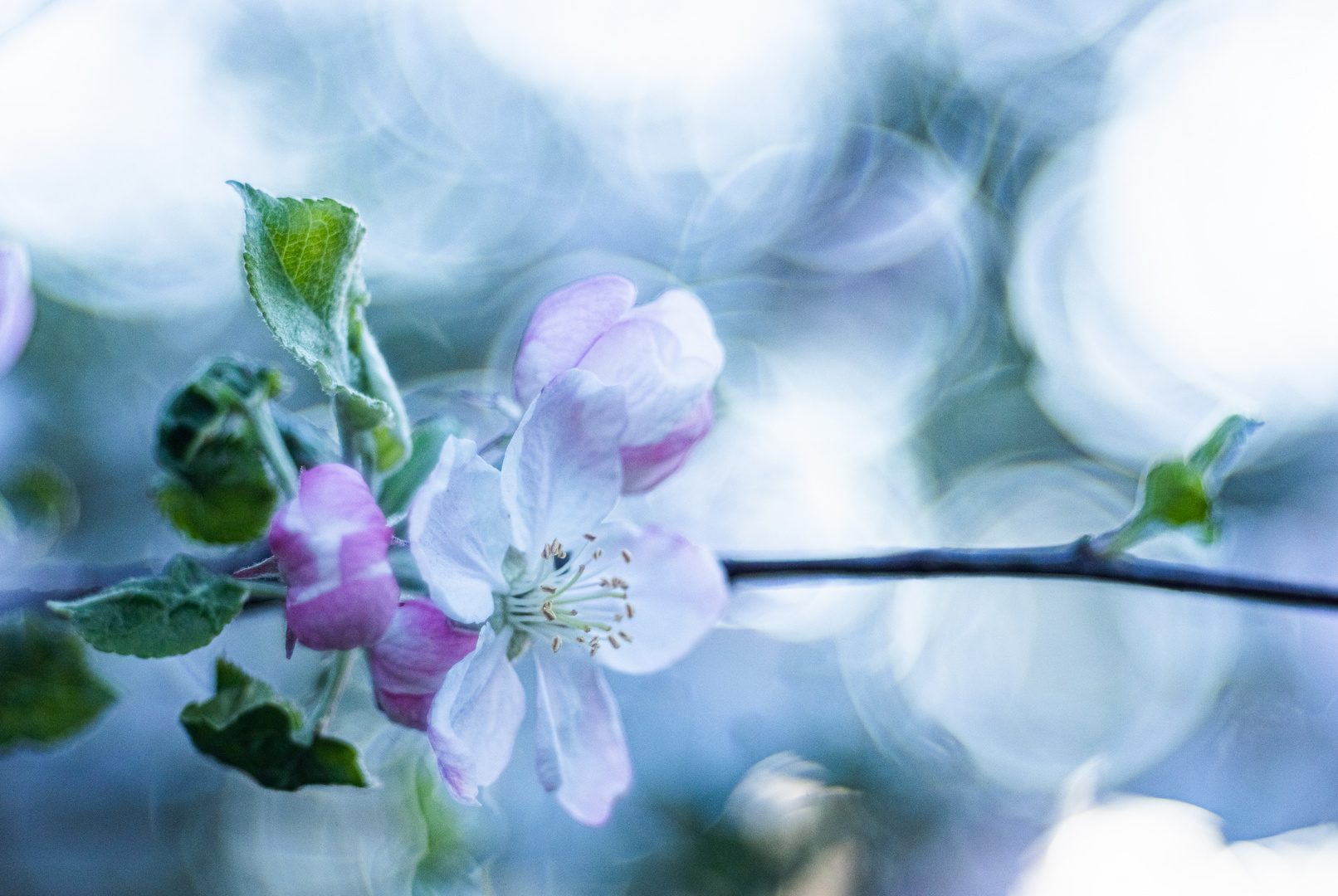 Apfelblüten - dicht an dicht...