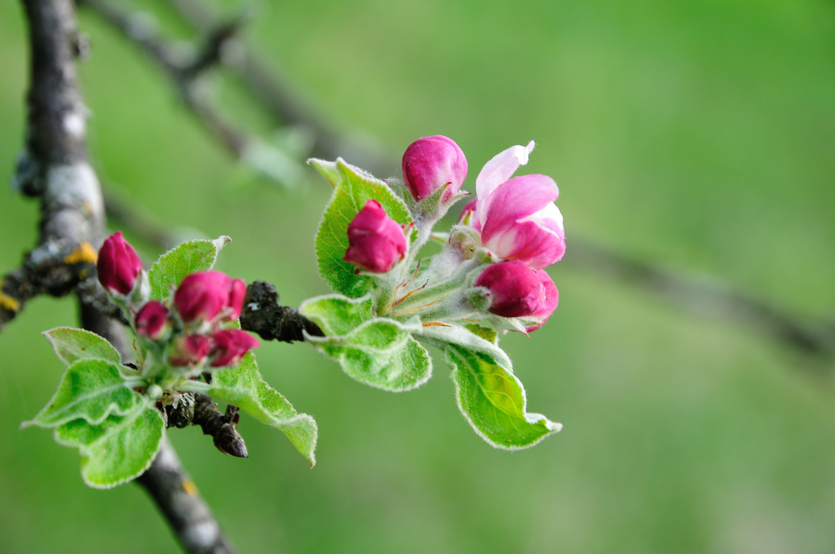 Apfelblüten DSC_5655