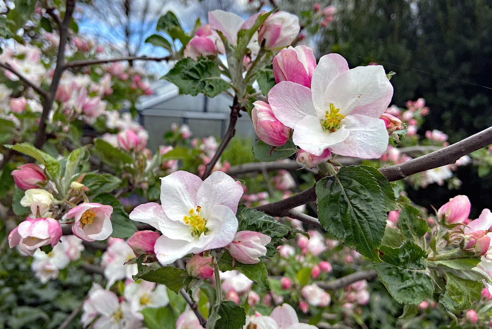 Apfelblüten