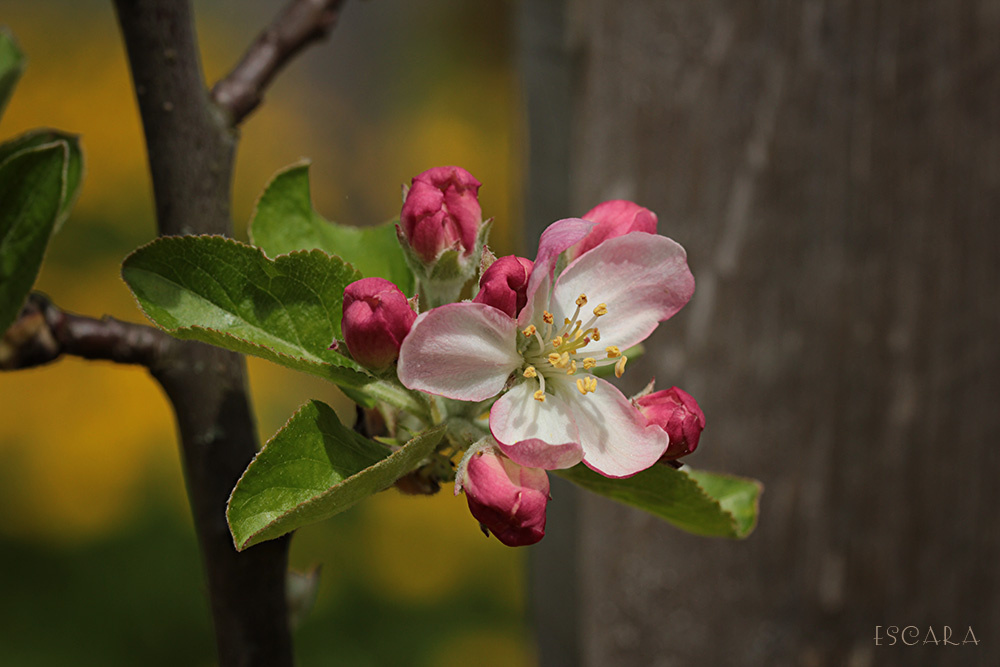 Apfelblüten