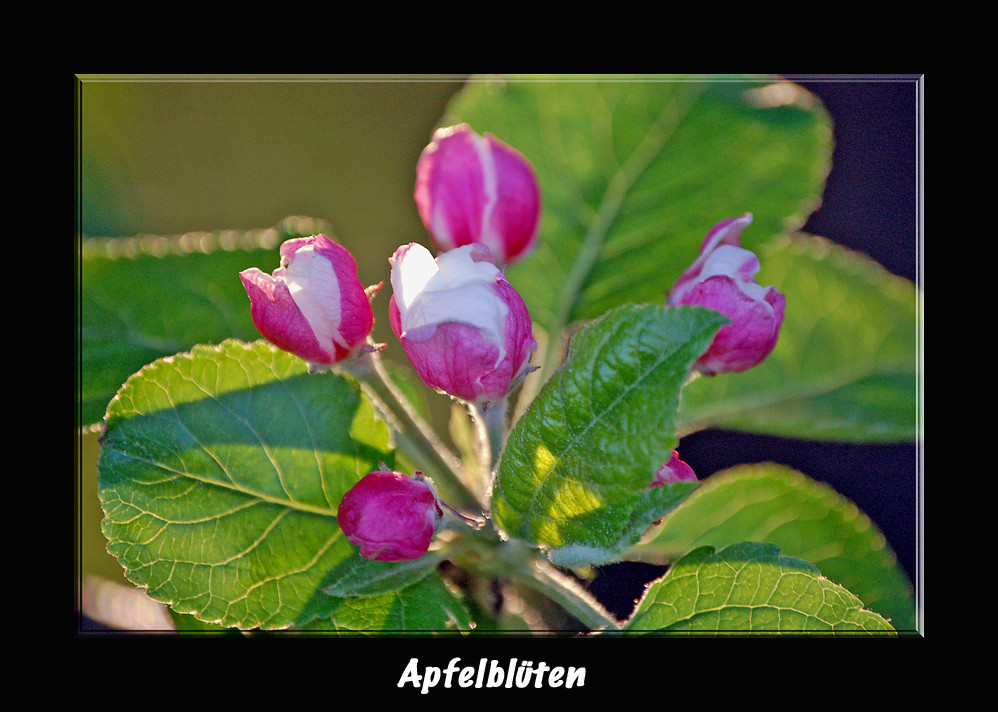 Apfelblüten