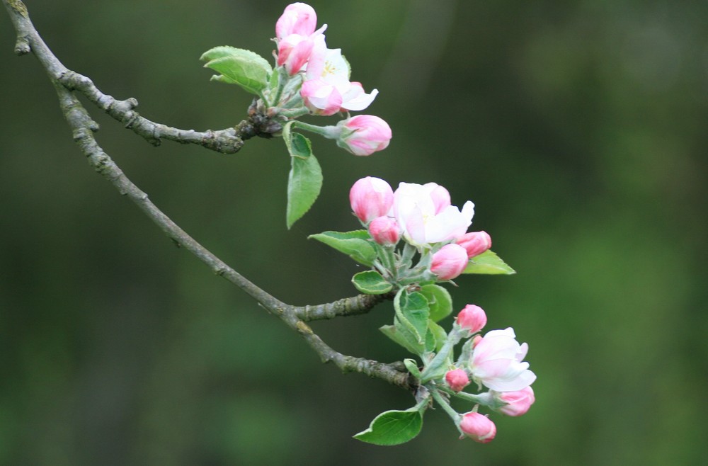 Apfelblüten