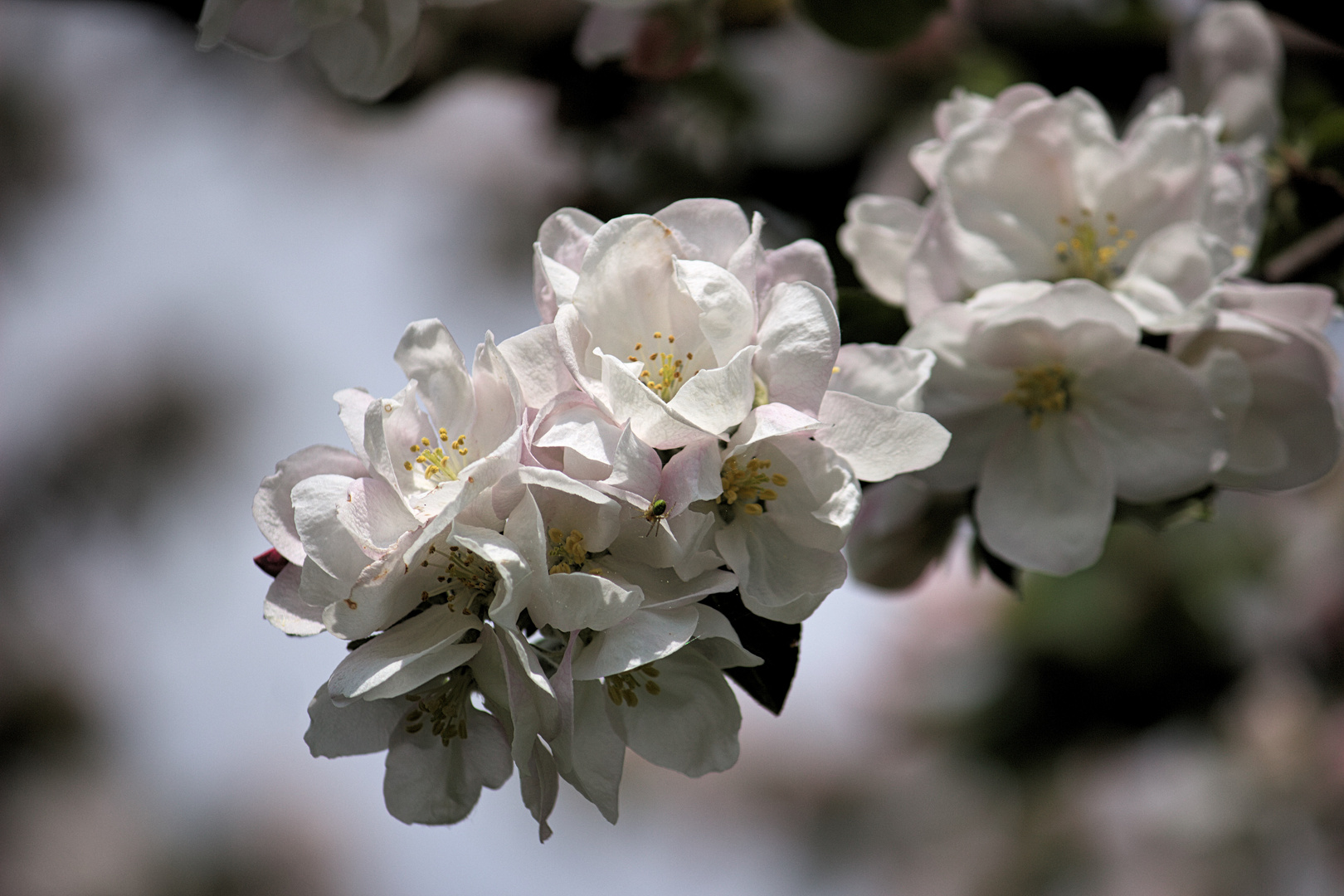 Apfelblüten