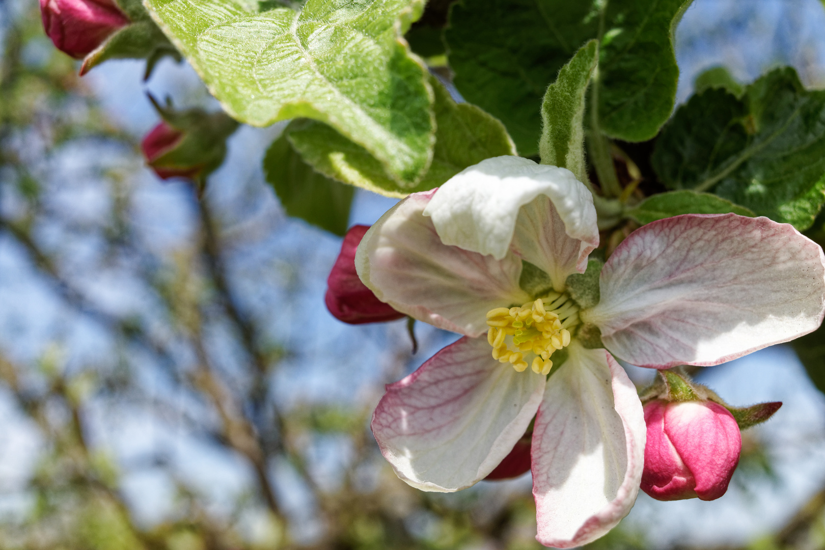 Apfelblüten