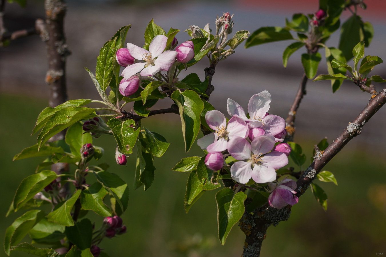 Apfelblüten