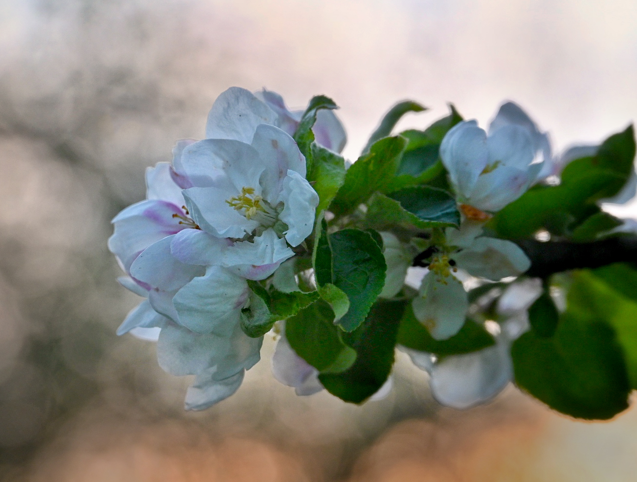 Apfelblüten