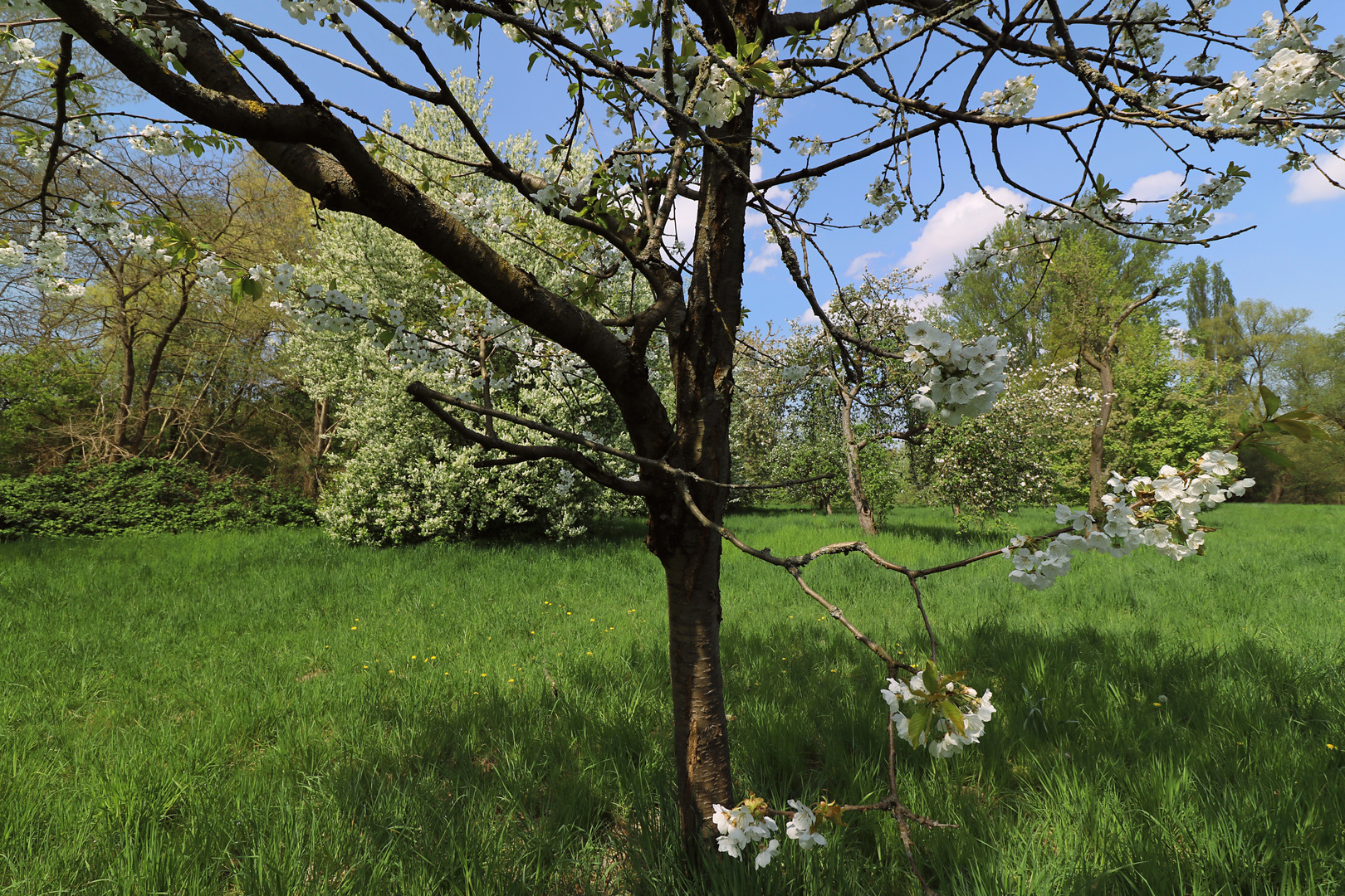 Apfelblüten