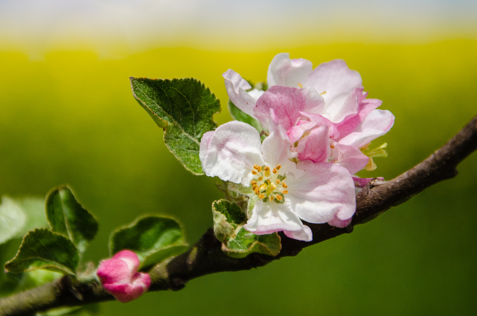 Apfelblüten