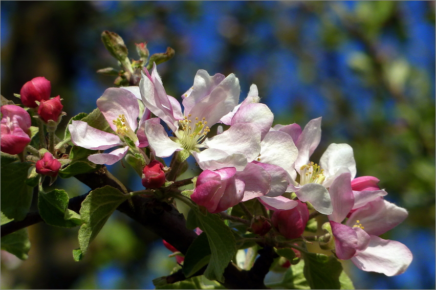 Apfelblüten