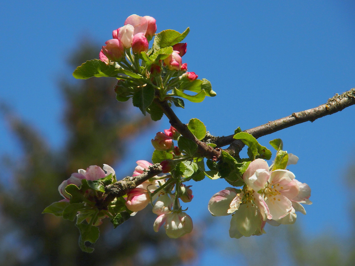 Apfelblüten