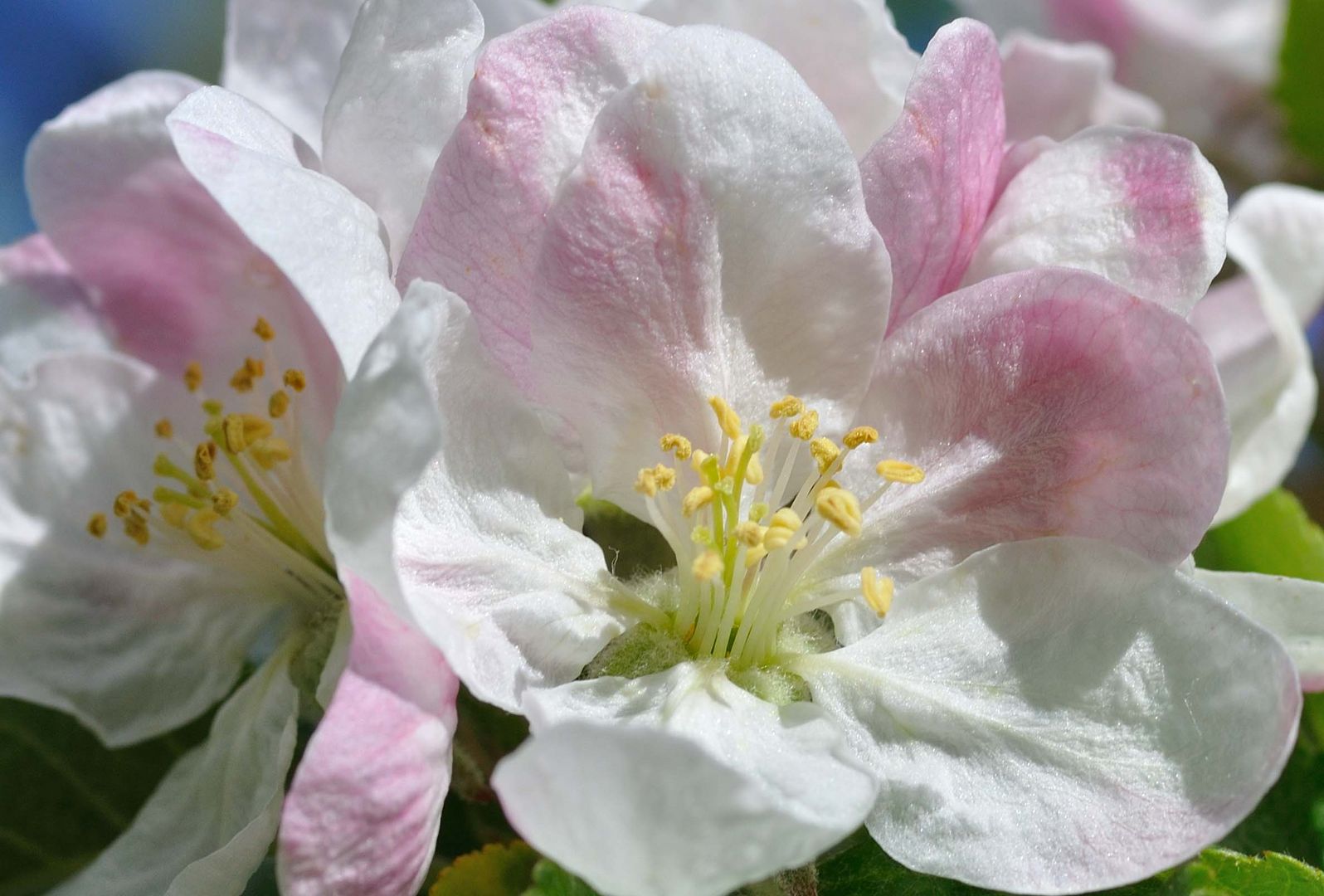 Apfelblüten-Erwachen