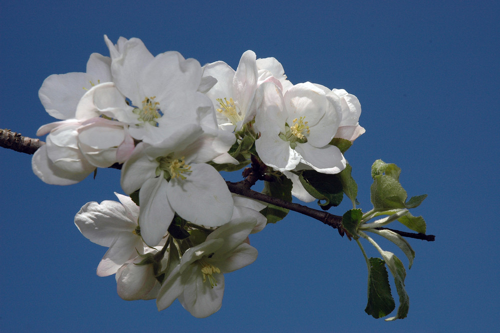 Apfelblüten