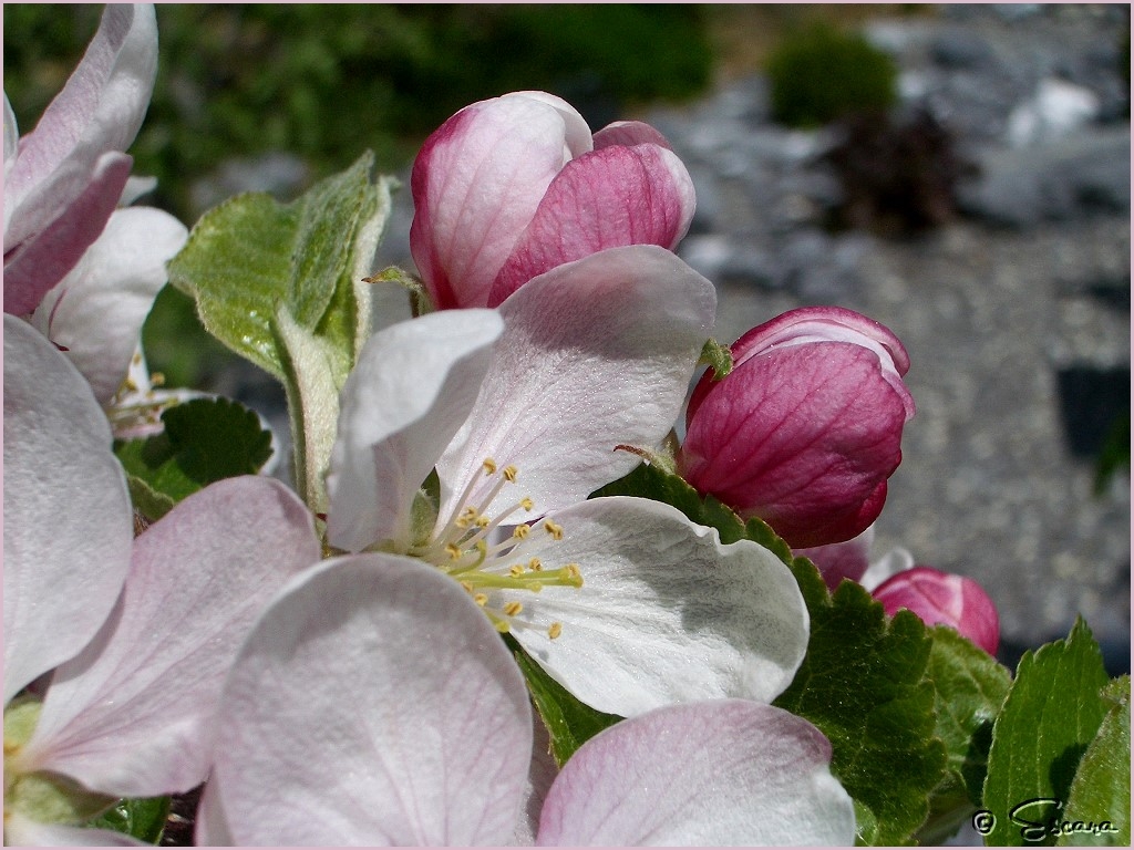 Apfelblüten