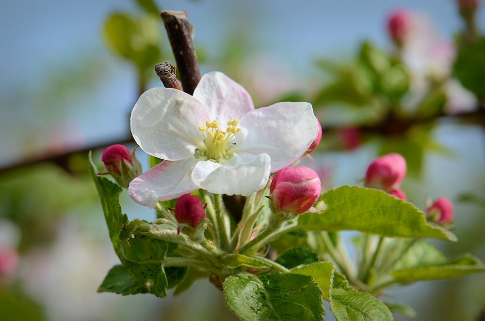 Apfelblüten