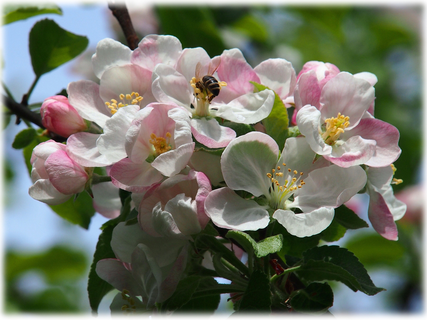 Apfelblüten