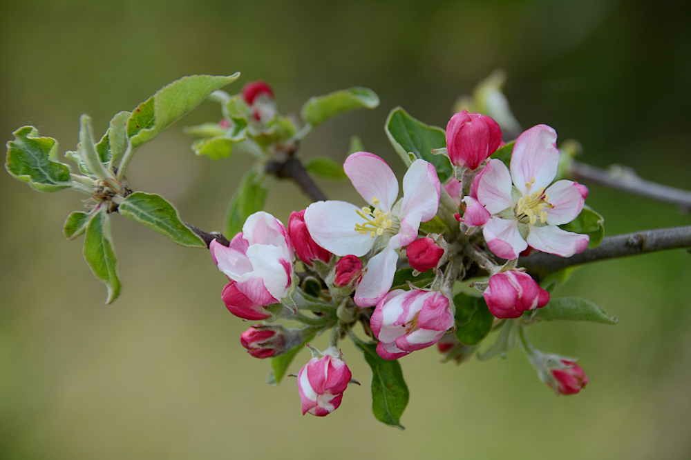 Apfelblüten