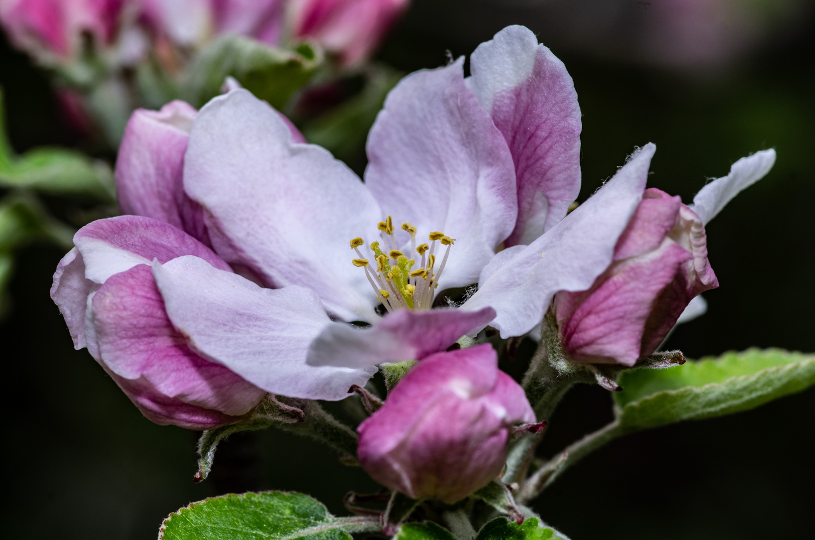 Apfelblüten