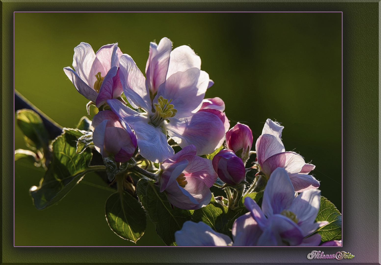 Apfelblüten