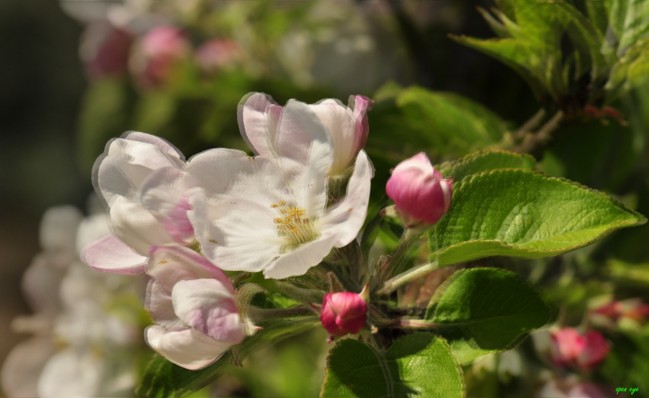 Apfelblüten