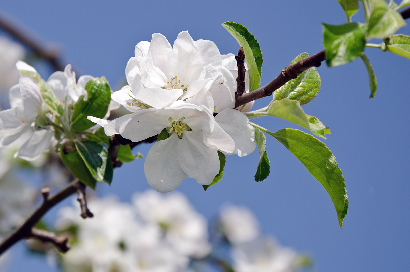 Apfelblüten