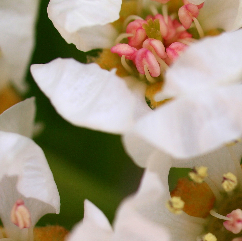 Apfelblüten