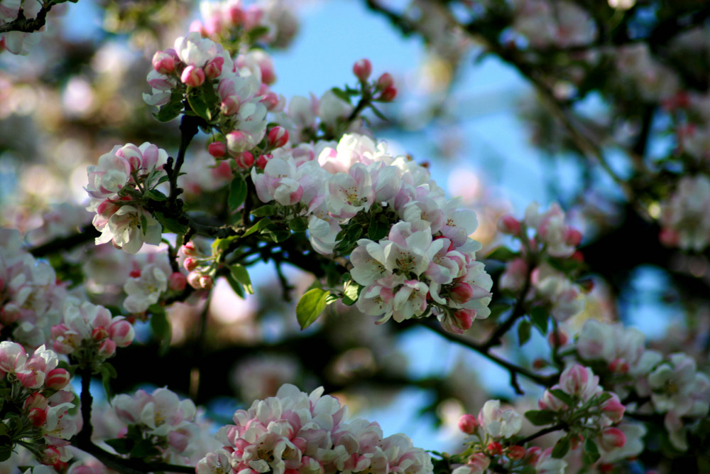 Apfelblüten