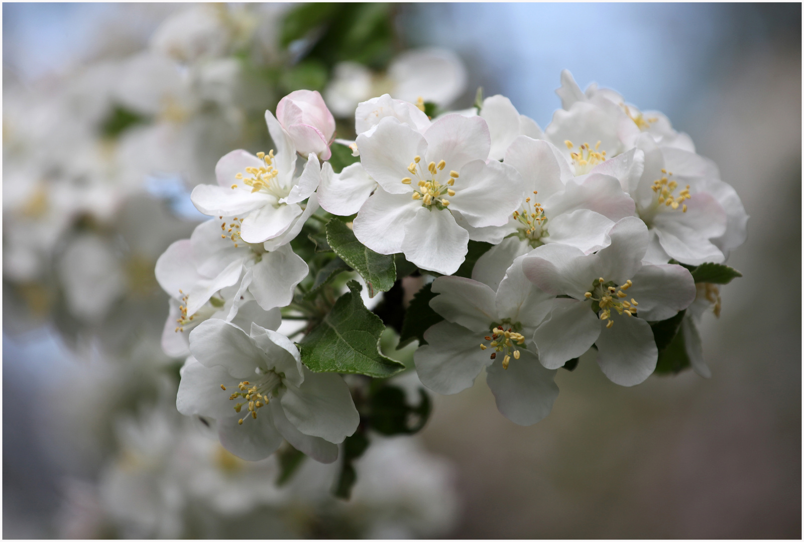 Apfelblüten