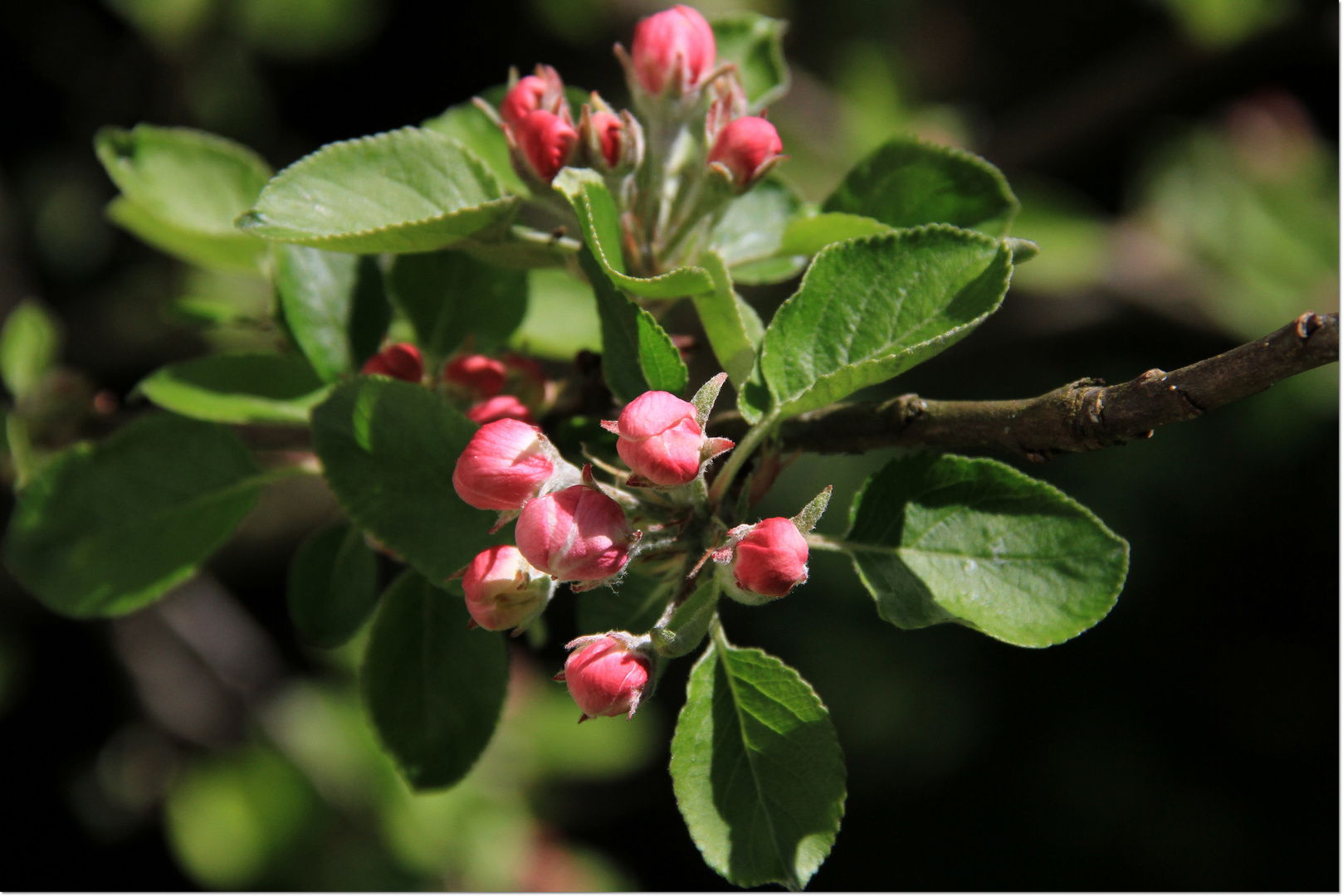 Apfelblüten