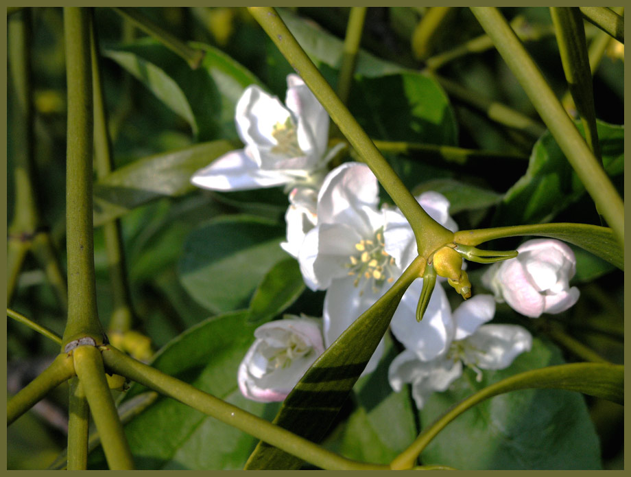 Apfelblüten hinter Mistelzweig