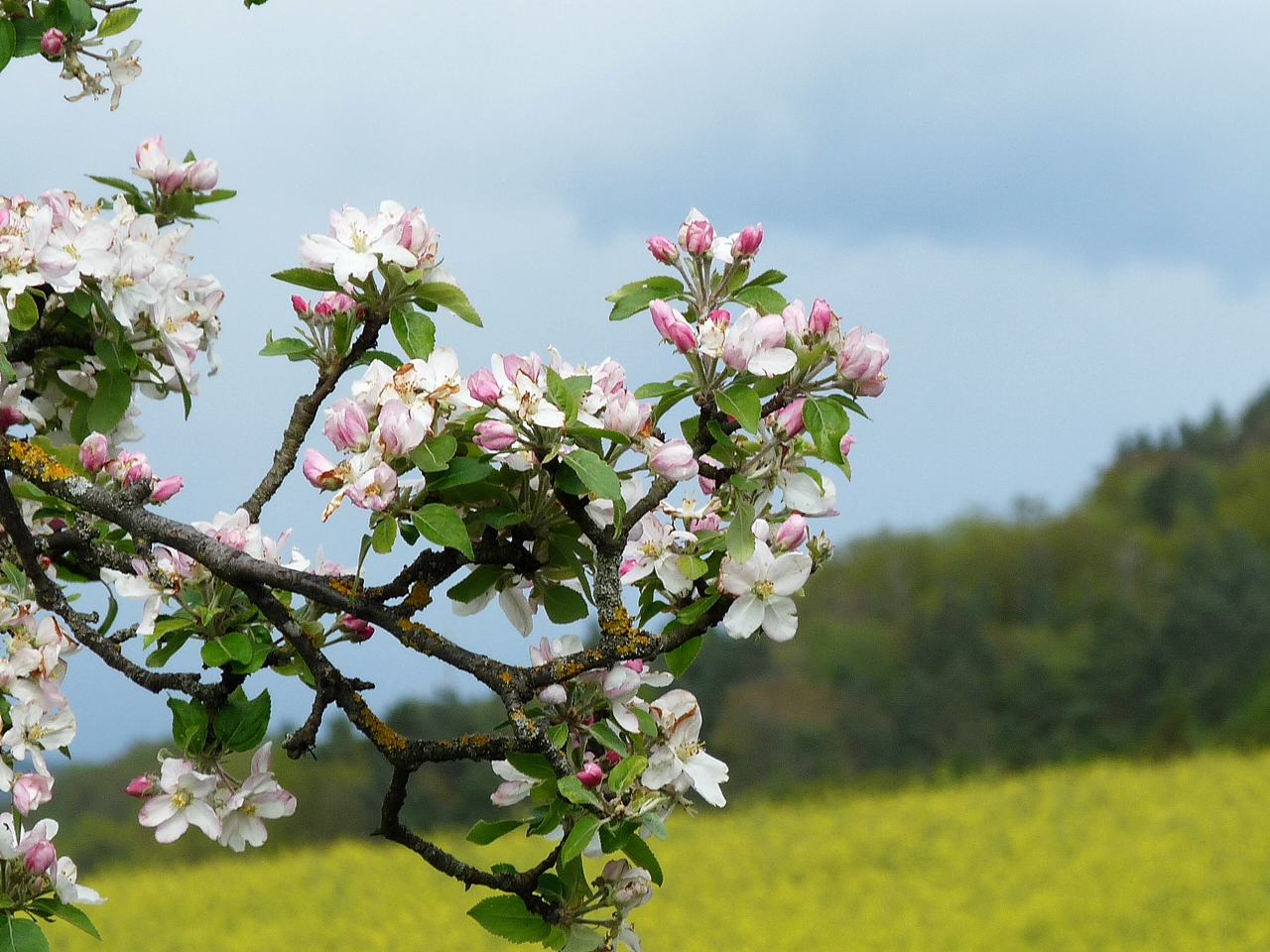 Apfelblüten hintern Haus