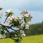 Apfelblüten hintern Haus