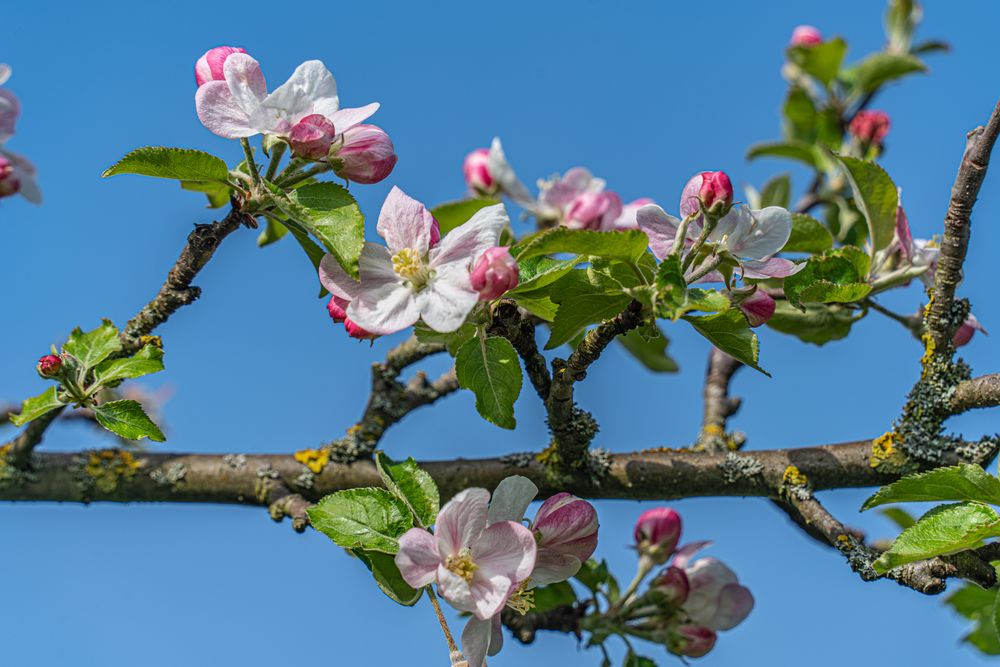 Apfelblüten I