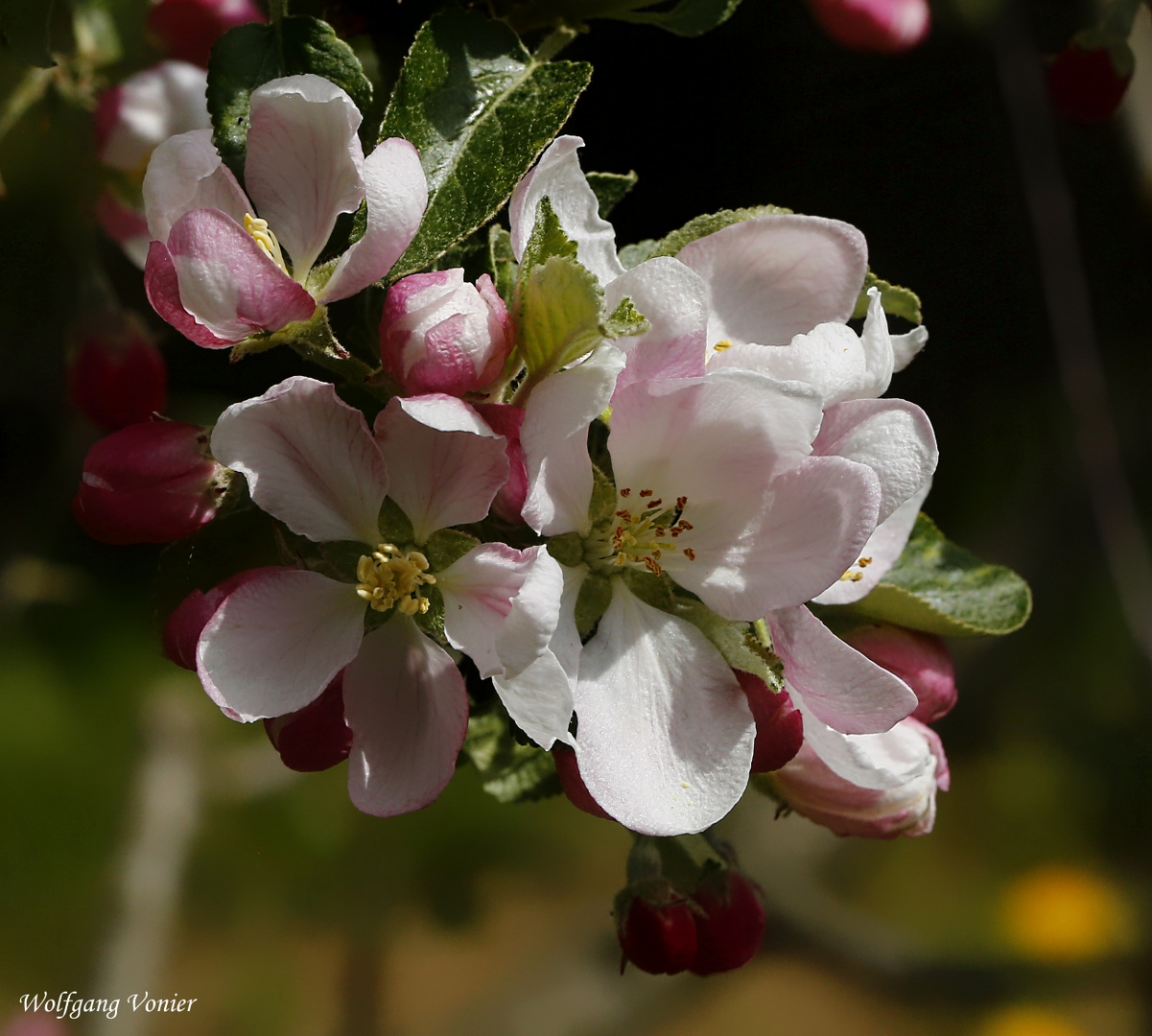 Apfelblüten I