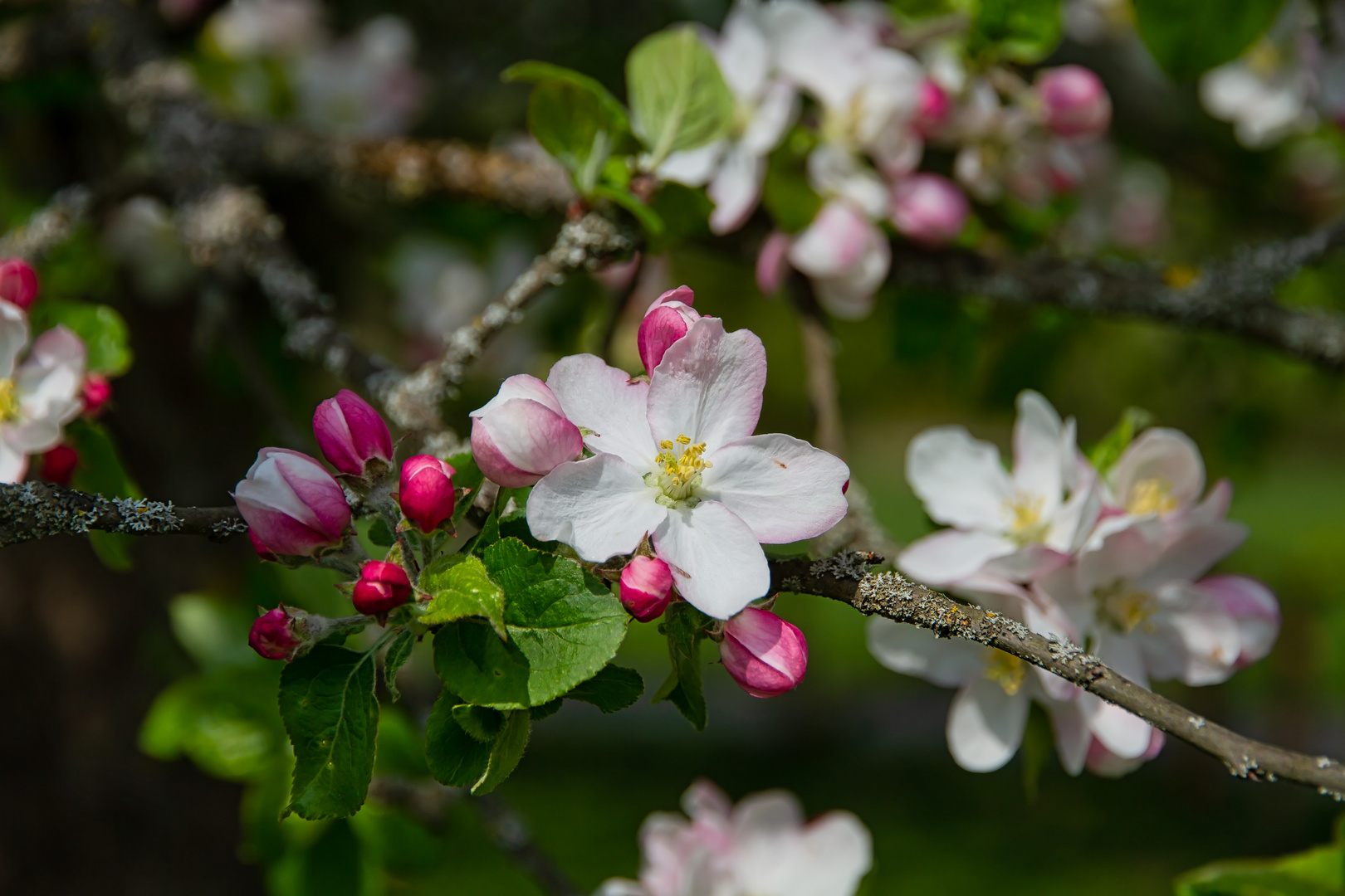 Apfelblüten II